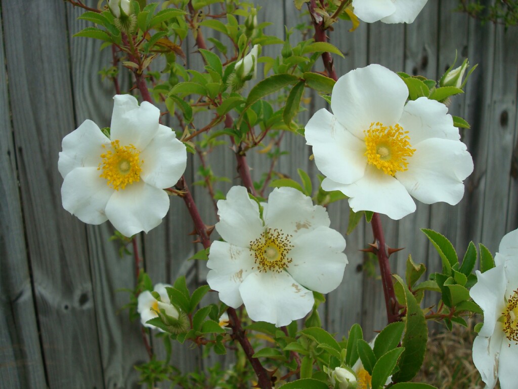 cherokee-rose