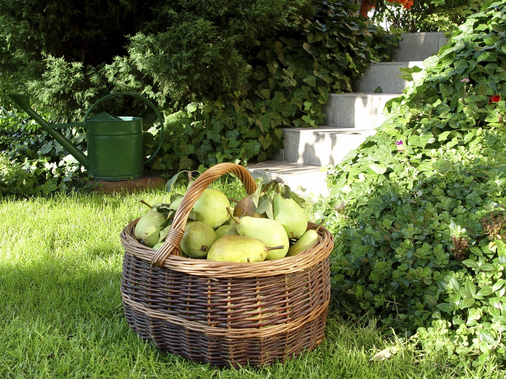 pears in whe wicker